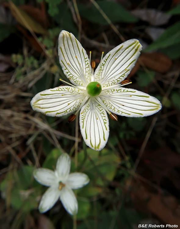 Parnassia_grandifolia