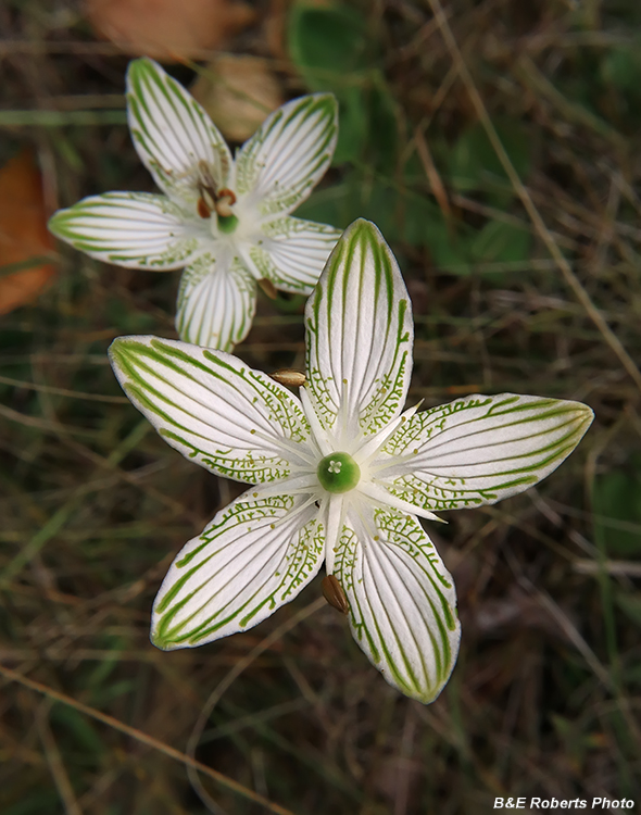 Parnassia_grandifolia