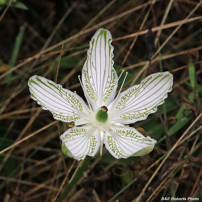 Parnassia_grandifolia