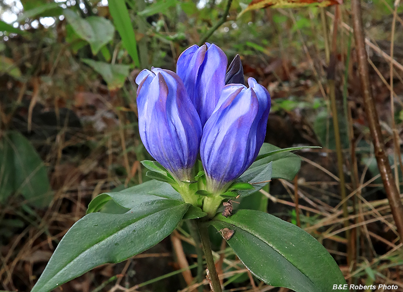 Gentiana_saponaria