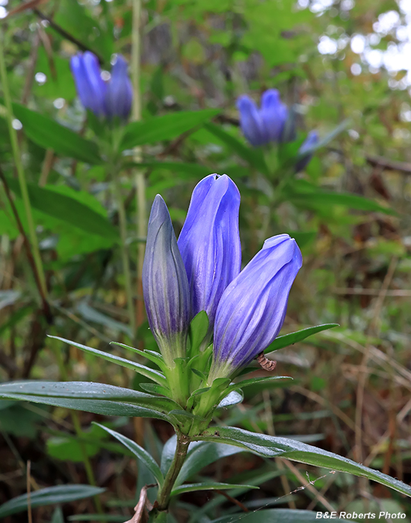 Gentiana_saponaria