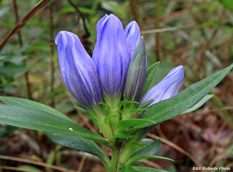 Gentiana_saponaria