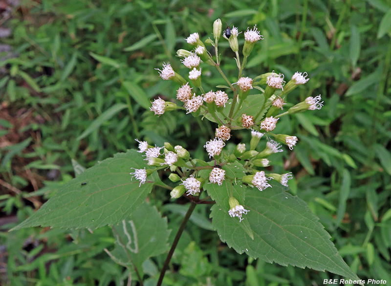 White_Snakeroot