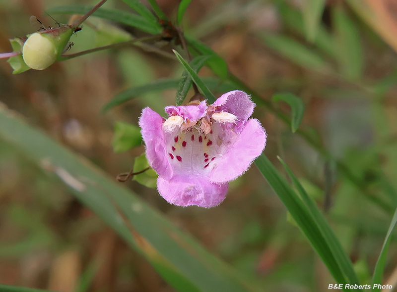 Agalinis_tenuifolia