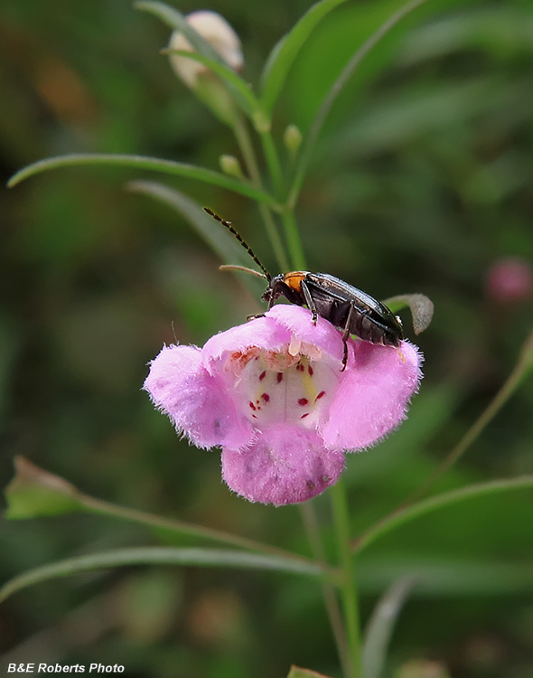 Agalinis_tenuifolia