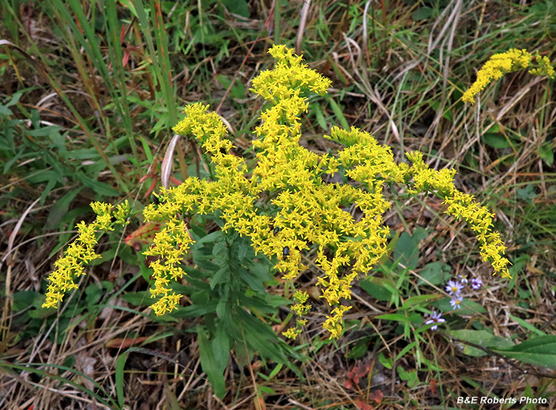 Solidago