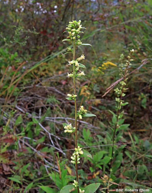 Solidago