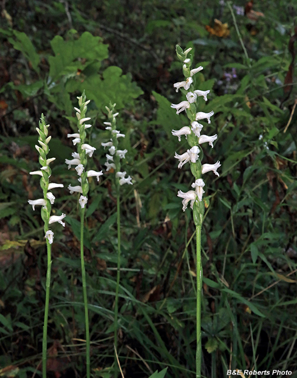 Spiranthes