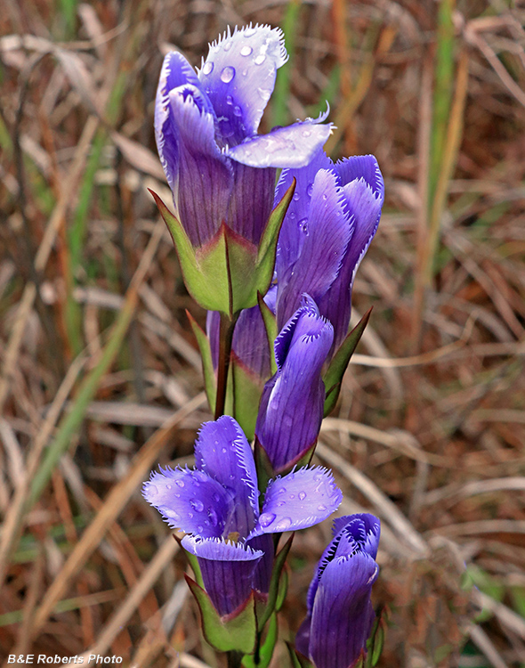 Gentianopsis