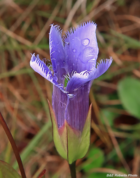 Gentianopsis