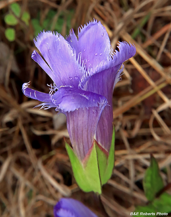 Gentianopsis