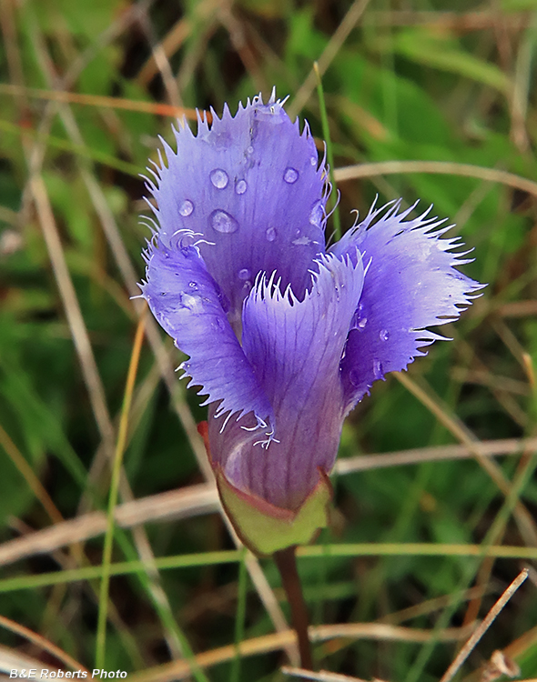 Gentianopsis