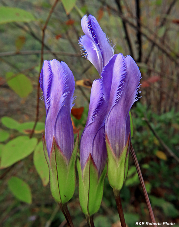 Gentianopsis