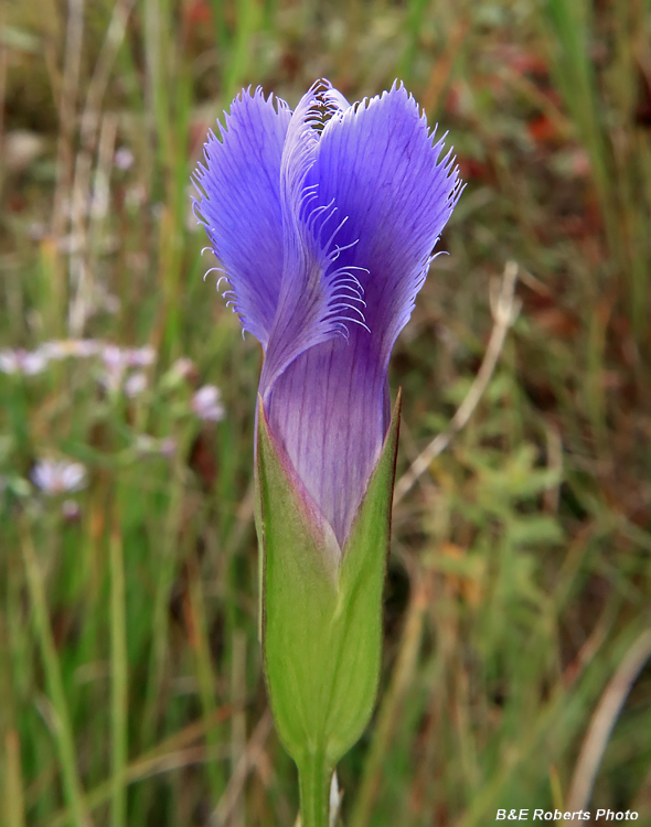 Gentianopsis