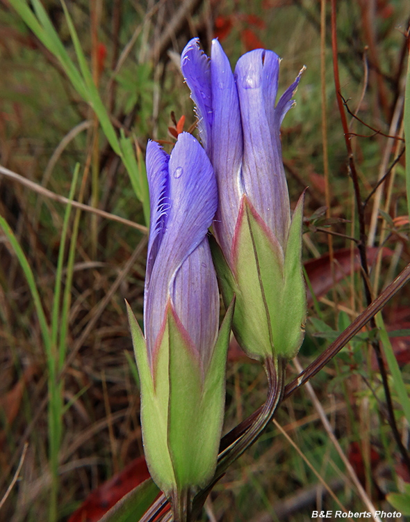 Gentianopsis