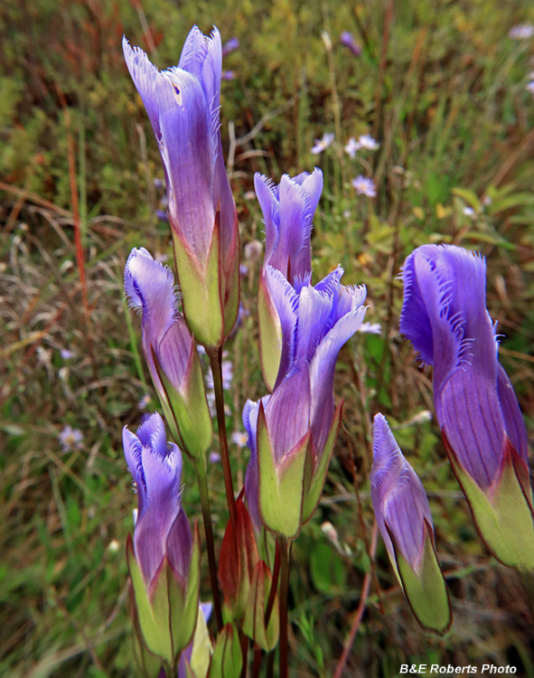 Gentianopsis