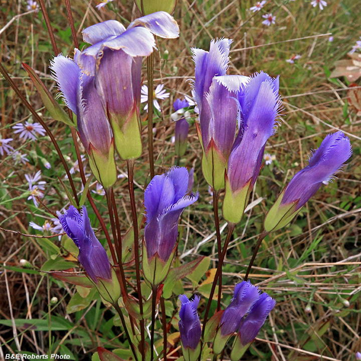 Gentianopsis