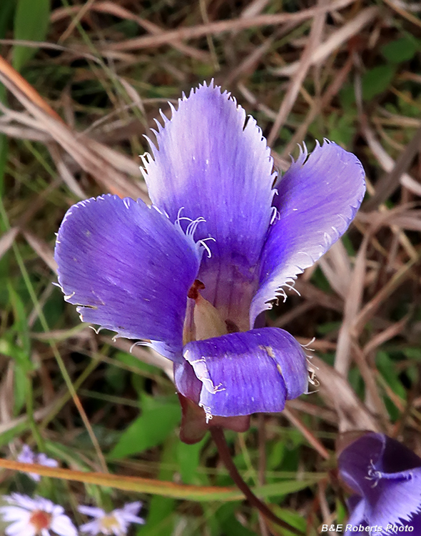 Gentianopsis