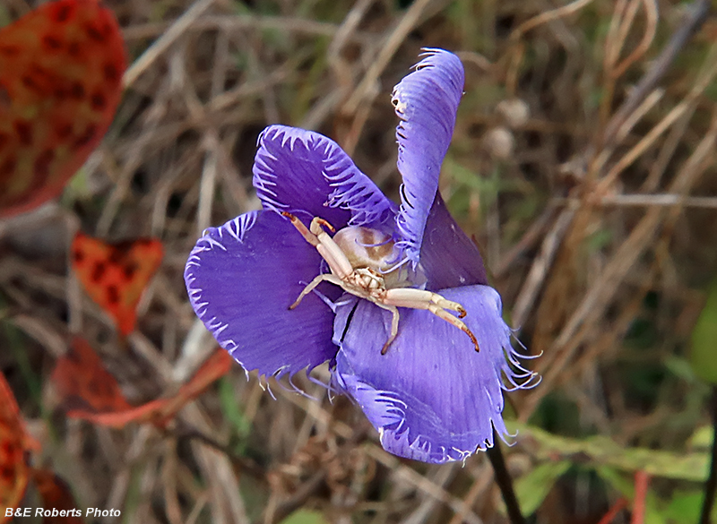 Gentianopsis-Crab_Spider