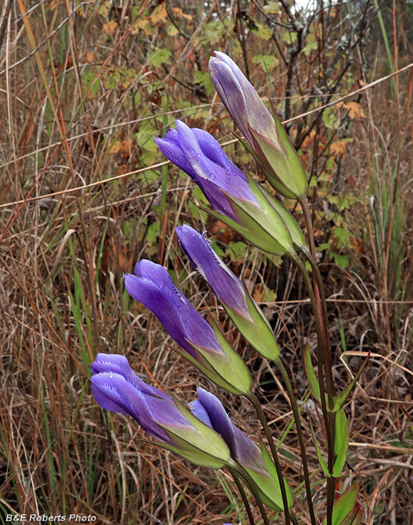 Gentianopsis