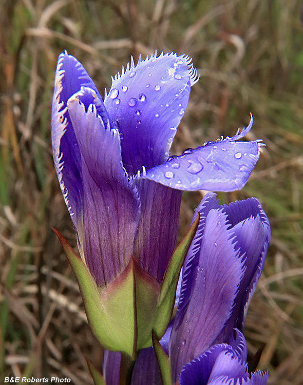 Gentianopsis