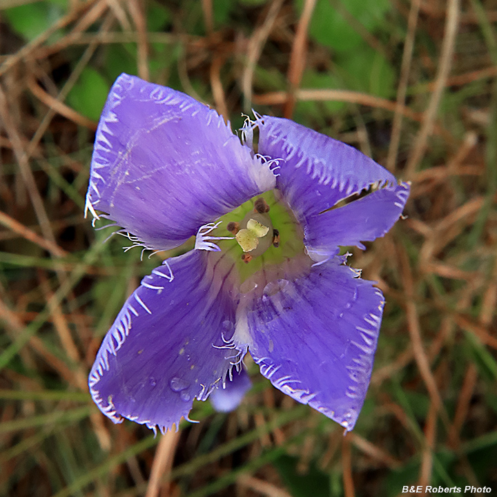 Gentianopsis