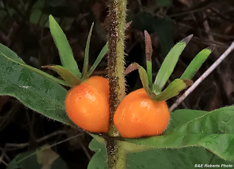 Orange_Horse_Gentian