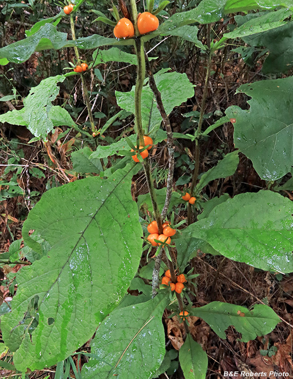 Orange_Horse_Gentian