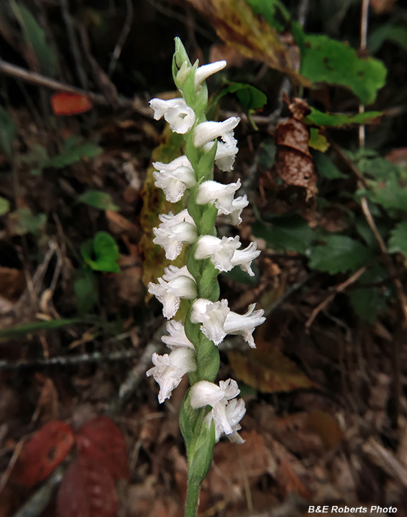 Spiranthes