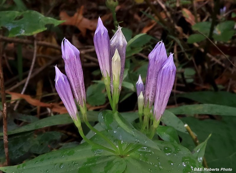 Gentianella