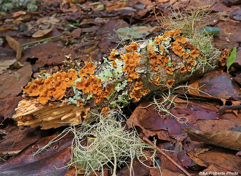 Lichen_Limb