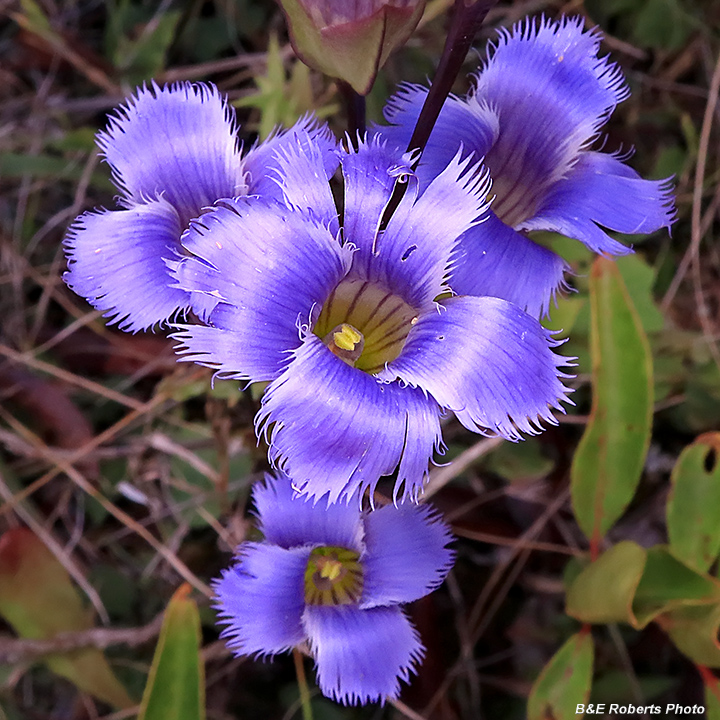 Fringed_Gentian