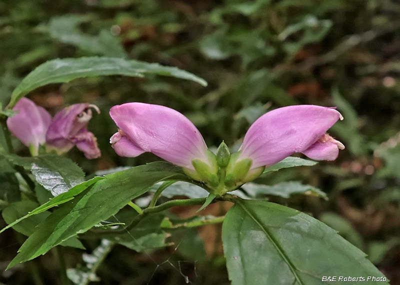 Chelone_obliqua