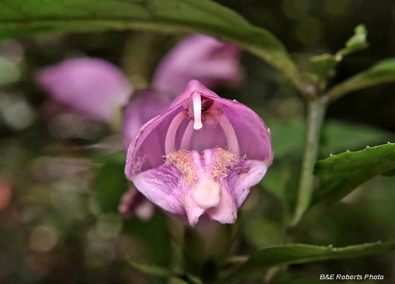 Chelone_obliqua