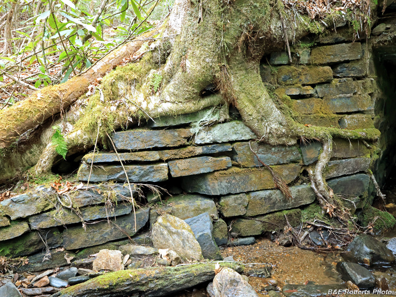 CCC_Bridge_roots-downstream