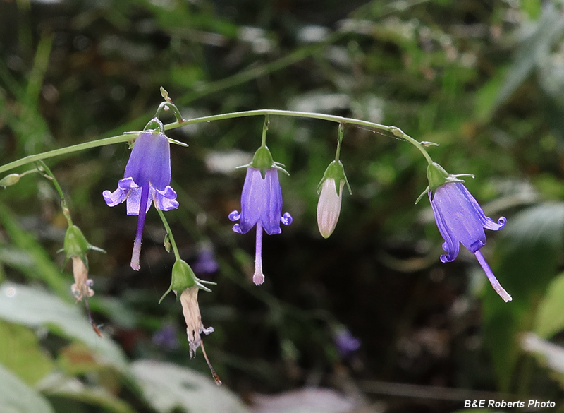 Harebells