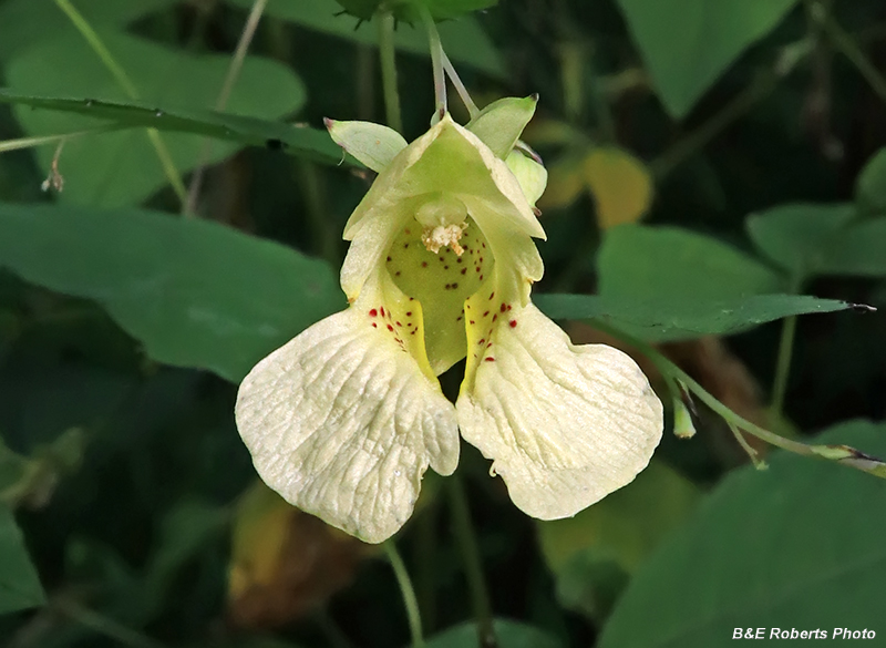 Jewelweed