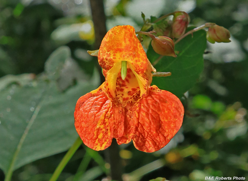 Jewelweed