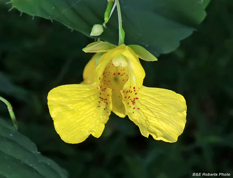 Jewelweed