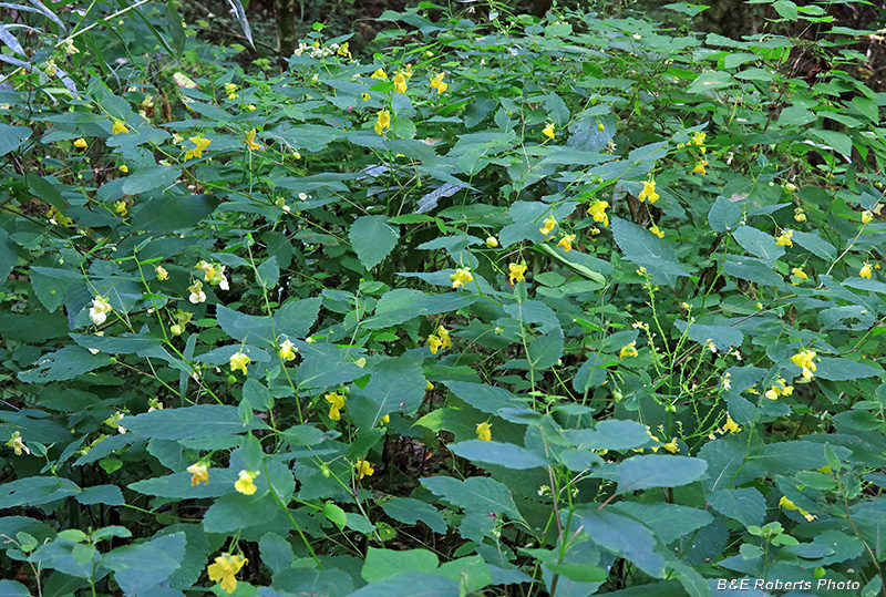 Jewelweed