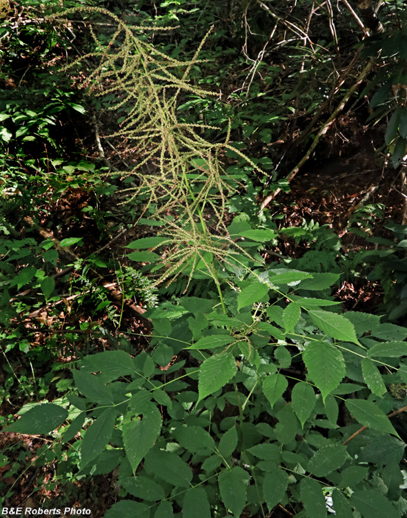 Goatsbeard_Aruncus