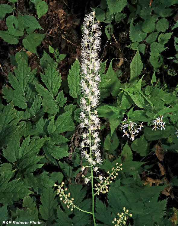 Mtn_Black_Cohosh