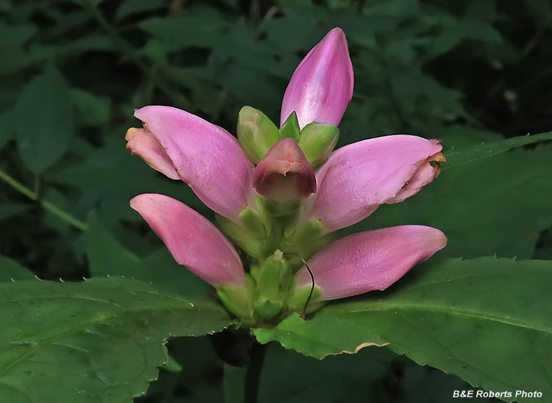 Chelone_obliqua