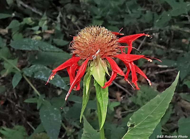 Monarda_didyma