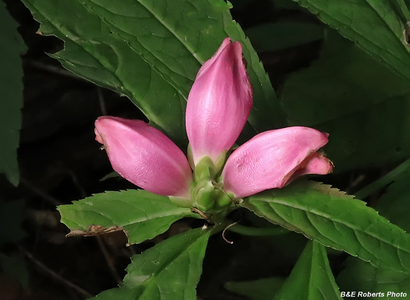 Chelone_obliqua