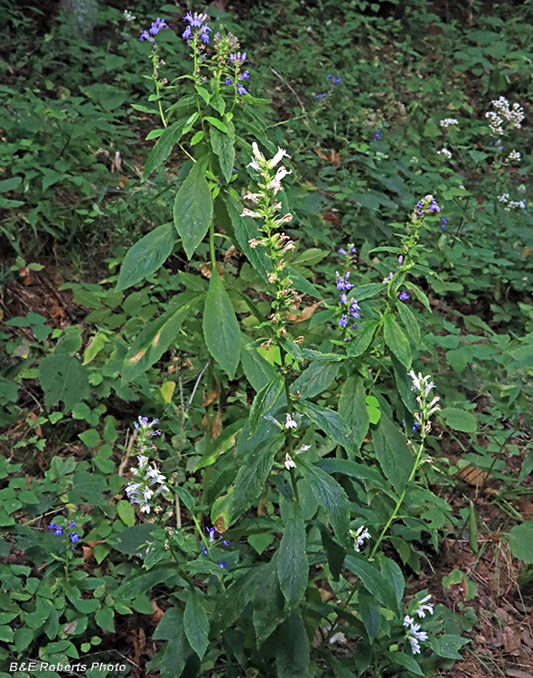 Blue_white_Lobelia