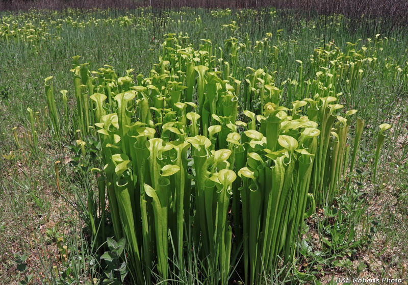 Pitcher_plants