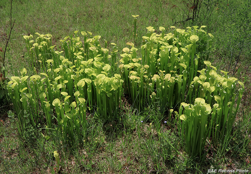 Pitcher_plants