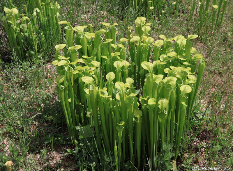 Pitcher_Plants