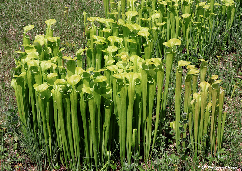 Pitcher_Plants